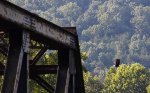 A Bald Eagle Flies Over the NS James River Trestle.